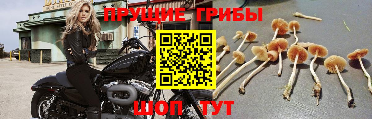 Псилоцибиновые грибы прущие грибы  Бутурлиновка 